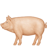 Pig Emoji (Apple/iOS Version)